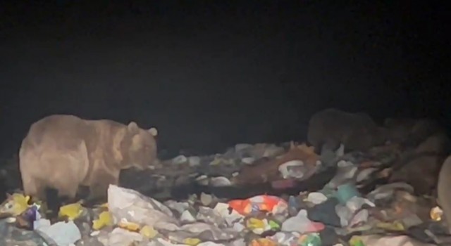 Sarıkamışta ayılar kış uykusu öncesi besin depoluyor