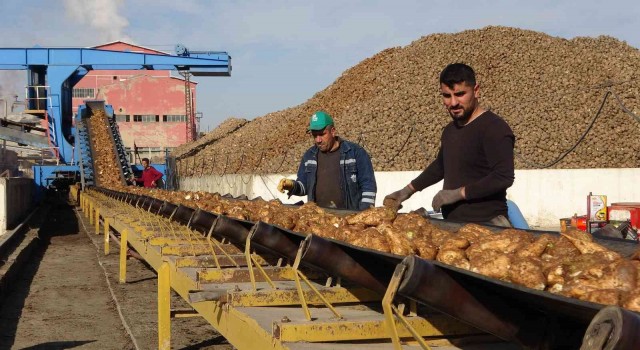 Şeker pancarından Muş ekonomisine 1 milyar 400 milyon liralık tatlı katkı