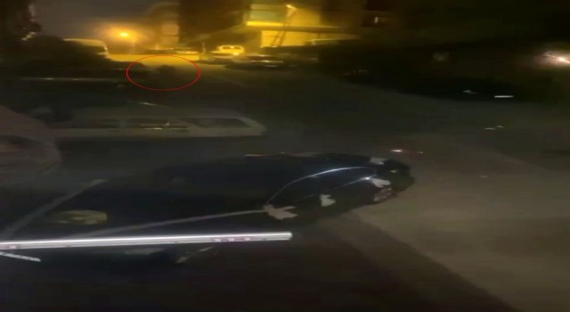 Sert kayaya çarpan oto faresi arkasına bakmadan kaçtı