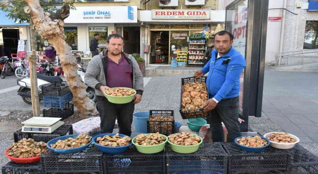 Sezonun ilk melki mantarları Sındırgıdan