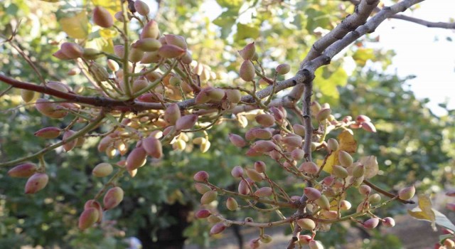 Siirt fıstığı 30 bin ton hasatla ülke ekonomisine 7 milyar TL katkı sağlayacak