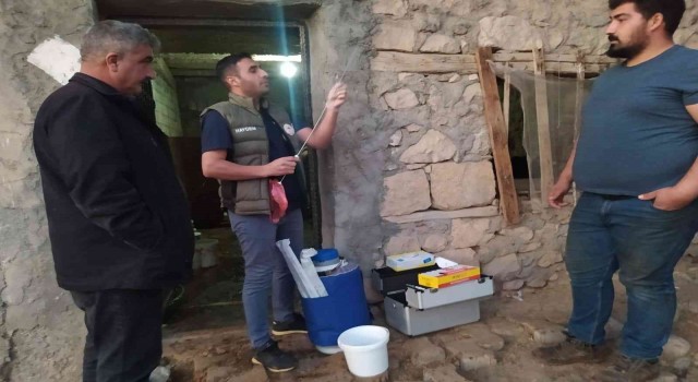 Siirtte etçi ve kombine ırkların ilk buzağıları dünyaya geldi