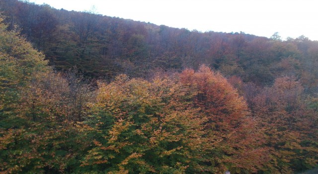 Sinop ormanlarında renk cümbüşü