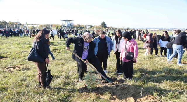 Sinopta 49 bin fidan dikildi