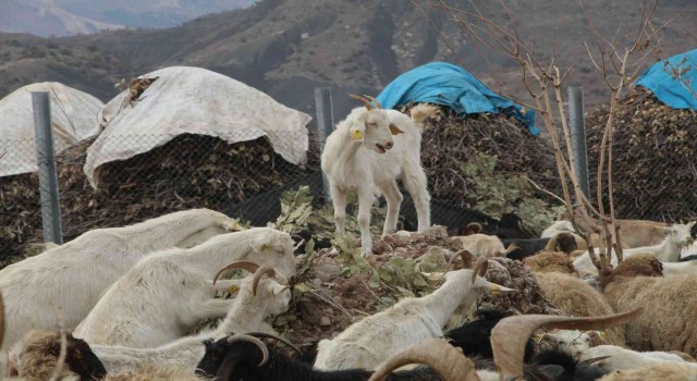 Şırnaklı çiftçi devletten aldığı destekle 680 keçiden günde 2 bin 500 litre süt elde ediyor