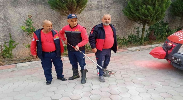 Site bahçesinde yılan paniği