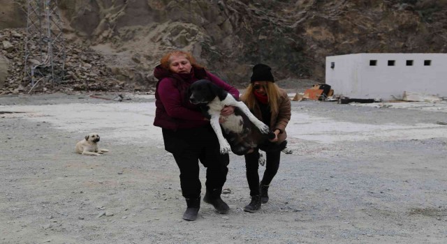 Sular altında kalacak olan Yusufelinde sokak hayvanları da taşınıyor