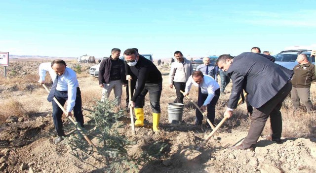 Sungurlu Adalet Ormanına 600 fidan dikildi