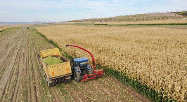 Tarım Kampüsünde yetiştirilen silajlık mısır hasadı yapıldı