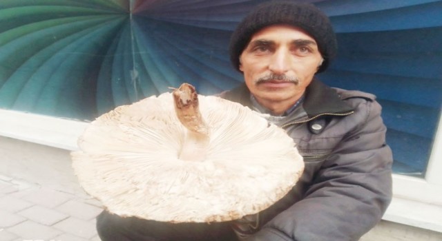 Tavşanlıda mantar satışları başladı