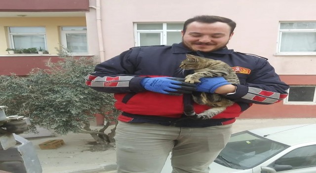 Telefon direğinde mahsur kalan kedi kurtarıldı