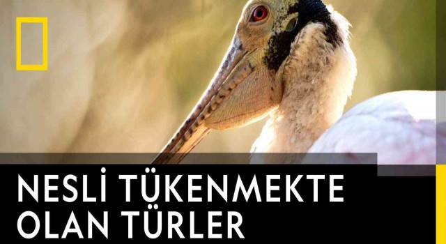 Tivibu Kasımda özel yapımları izleyiciyle buluşturuyor