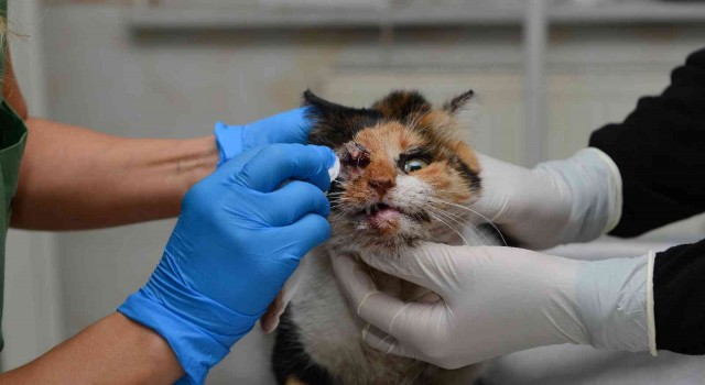 Trafik kazasında ağır yaralanan kedi, ameliyatla hayata döndürüldü