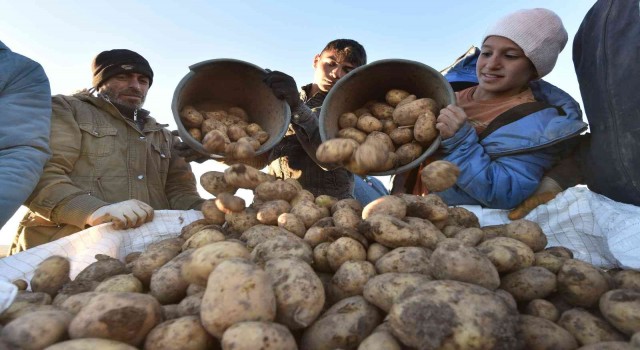 Türkiyenin patates ihtiyacının yüzde 9unu Ahlat karşılıyor