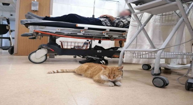 Üşüyen kedi geceyi hastanenin acilinde geçirdi