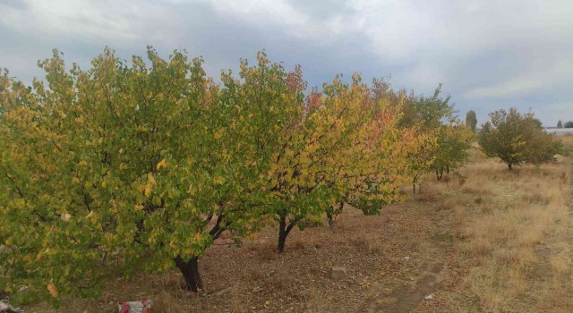 Vanda sonbahar güzelliği