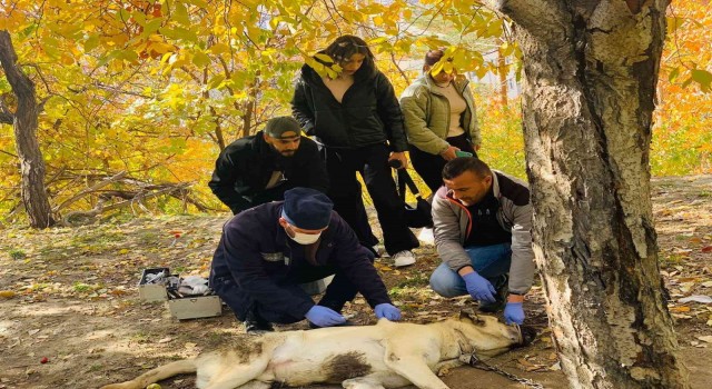 Veteriner ekiplerinden uygulamalı ders