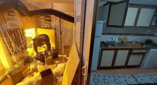 Villaya kenevir operasyonunda 1 kişi tutuklandı