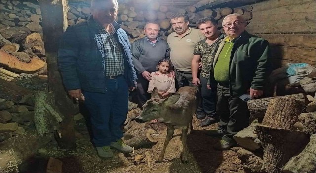 Yaralı halde bulunan karaca, tedavi altına alındı