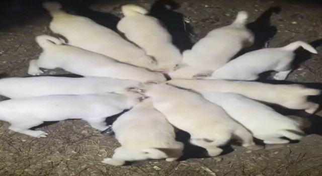 Yavru akbaşların aynı kap içerisinden mama yediği anlar görenleri gülümsetti
