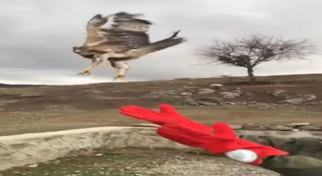 Yavru kartal özgürlüğe böyle kanat çırptı