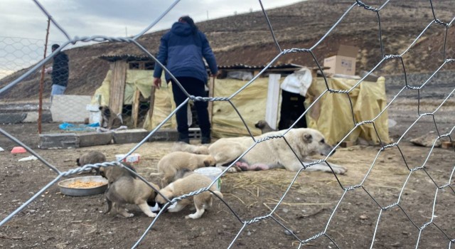 Yavru köpeklere barınak yapıp, beslemek için her gün 5 kilometre yol gidiyorlar