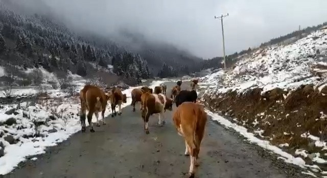 Yaylalara kar yağmasıyla birlikte sürülerin dönüş yolculuğu başladı