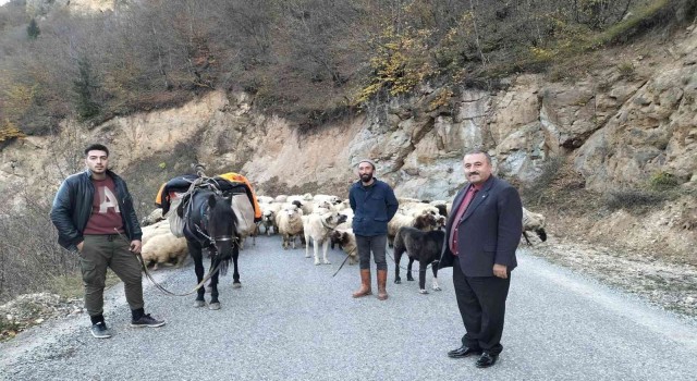 Yaylalarda çobanların sürüleriyle göçü başladı