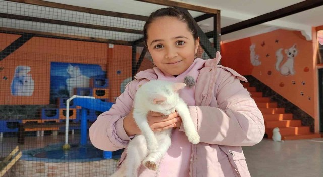 Yerli ve yabancı turistlerden Van kedilerine ilgi