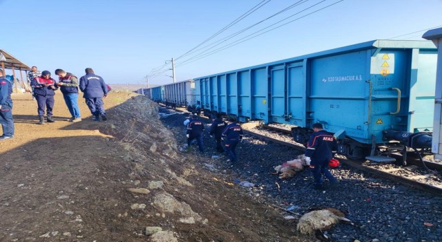 Yük treni sürüye çarptı: Çoban öldü, 30 koyun telef oldu