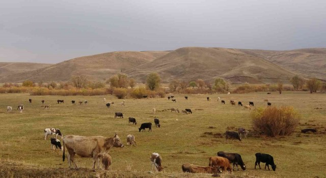 Yüksekovanın Cilo dağları beyaza bürünürken, ova ise sonbahar güzelliğini yaşıyor