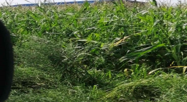 Zarar gören çiftçilere afet fonundan yardım