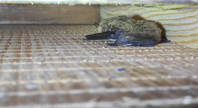 Zararlı böceklere karşı kullanılacak yarasalar ile ilgili çalışmalar sürüyor