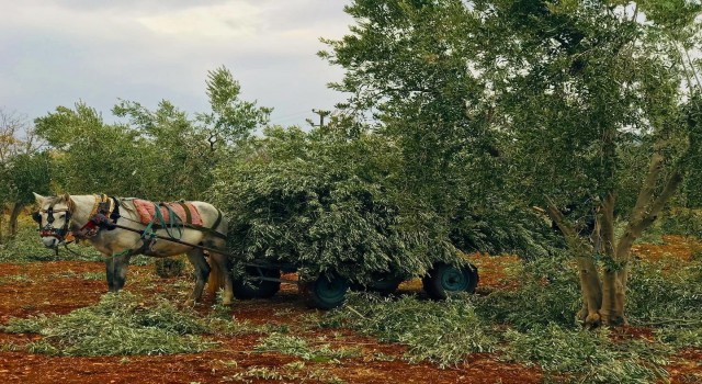 Zeytin dalları fırınlar ile sobalarda yakalıyor