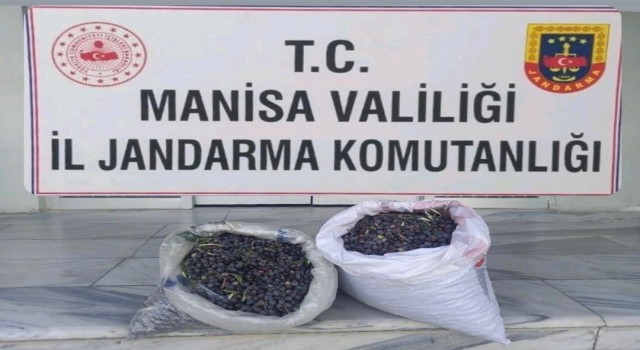 Zeytin hırsızlığı şüphelisini kamera kayıtları yakalattı
