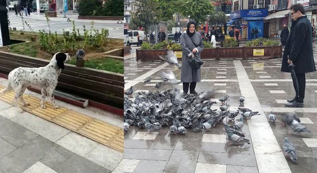 Zonguldak'ta Köpek hasta güvercinin başında bekledi