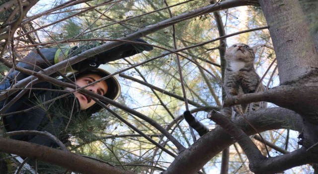 10 metrelik çam ağacında mahsur kalan kedi, ekiplere zor anlar yaşattı