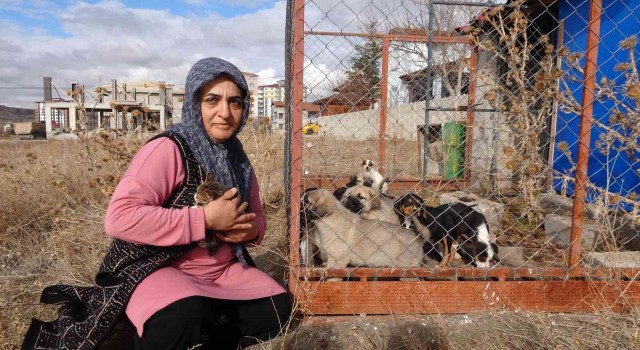 80e yakın sokak hayvanına gönüllü bakıyor