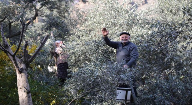 80i aşan yaşlarına rağmen ağaçların tepesine çıkarak zeytin hasadı yapıyorlar