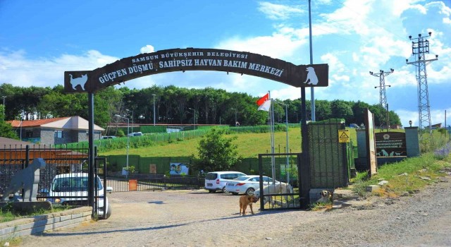 9 bin 500 sokak hayvanı tedavi edildi