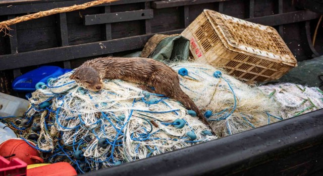Aç kalan su samuru balıkçı teknesinde yem aradı