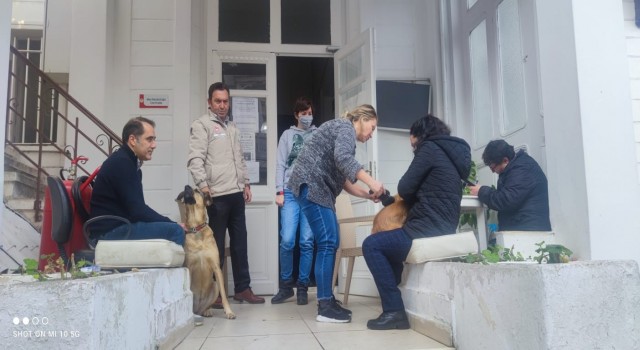 Adalarda evcil hayvanlara çip taktırma yoğunluğu