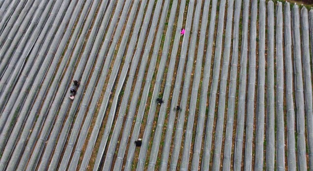 Adanada kış ayında çilek hasadı: Kilosu 80 TL, bahçeye müşteriler kendileri toplamaya geliyor