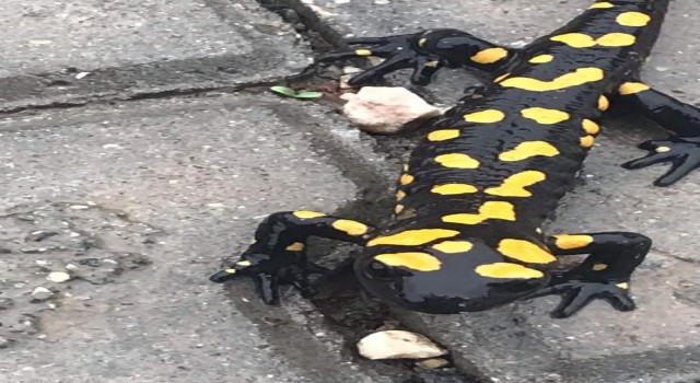Adıyamanda sarı benekli semender görüldü