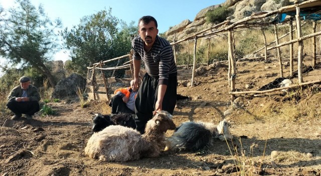 Ağıla giren sokak köpekleri, 9 keçiyi telef etti