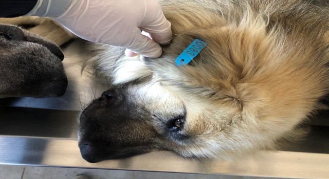 Akşehirde 872 sokak köpeği kısırlaştırılıp küpelendi