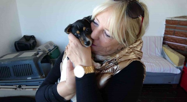 Alkollü şahıs tarafından ısırılıp yumruklanan yavru köpek Almanya yolcusu