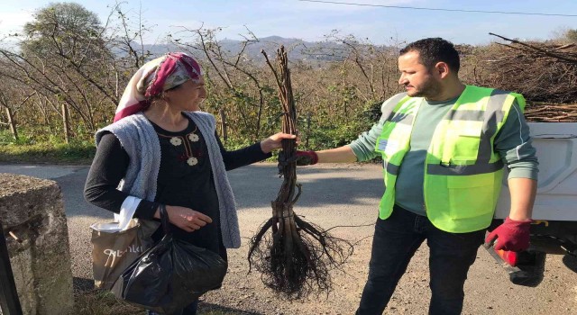 Altınorduda üreticilere 100 bin adet ceviz fidanı