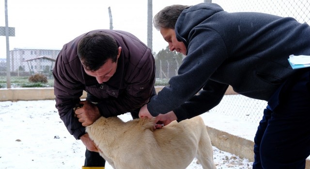 Anadolu aslanları çiplendi