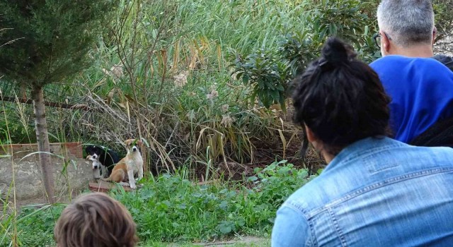 Annelerinin terk ettiği yavru köpeklere site sakinleri sahip çıktı